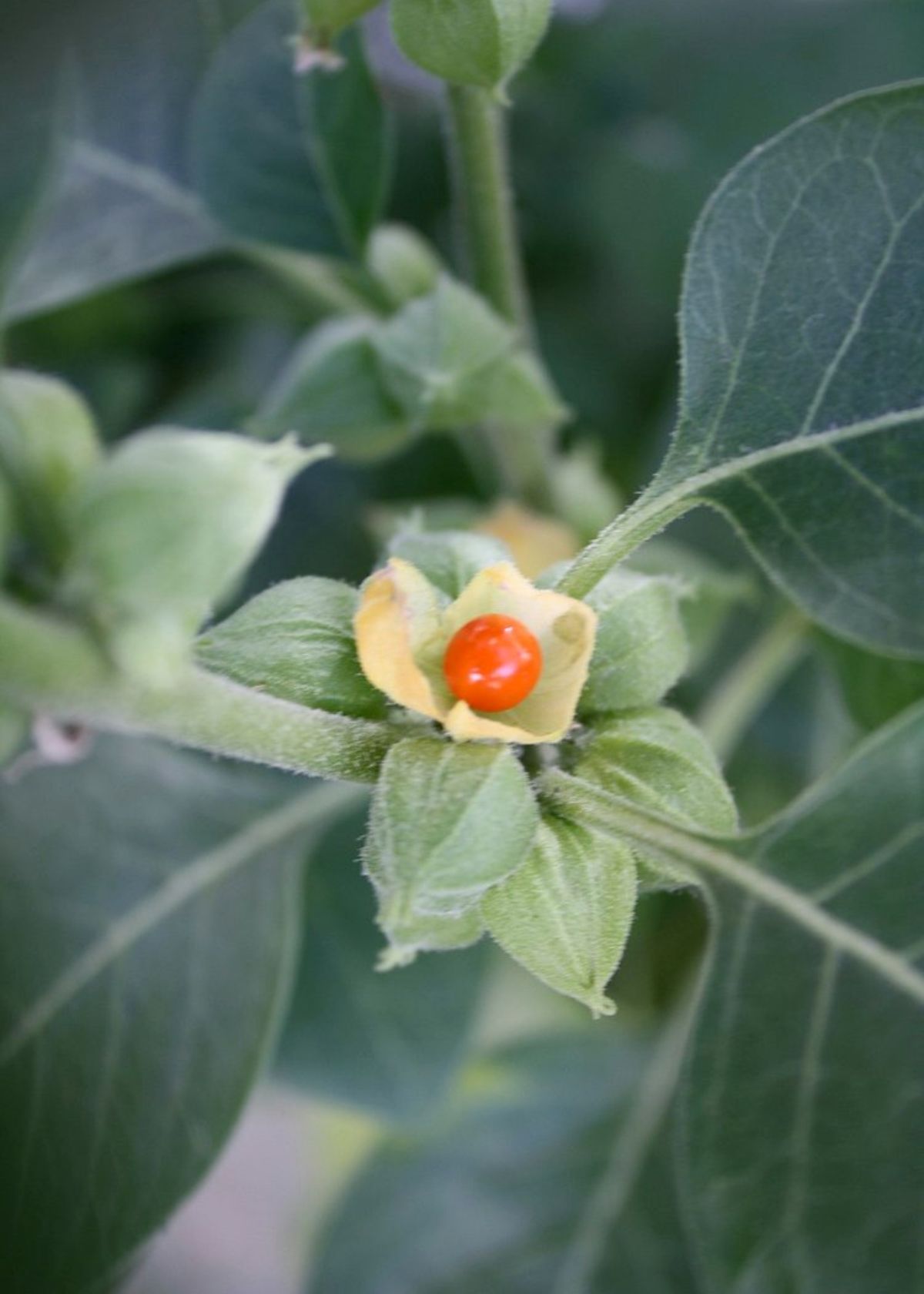 Ashwagandha: Nature’s Miracle Herb